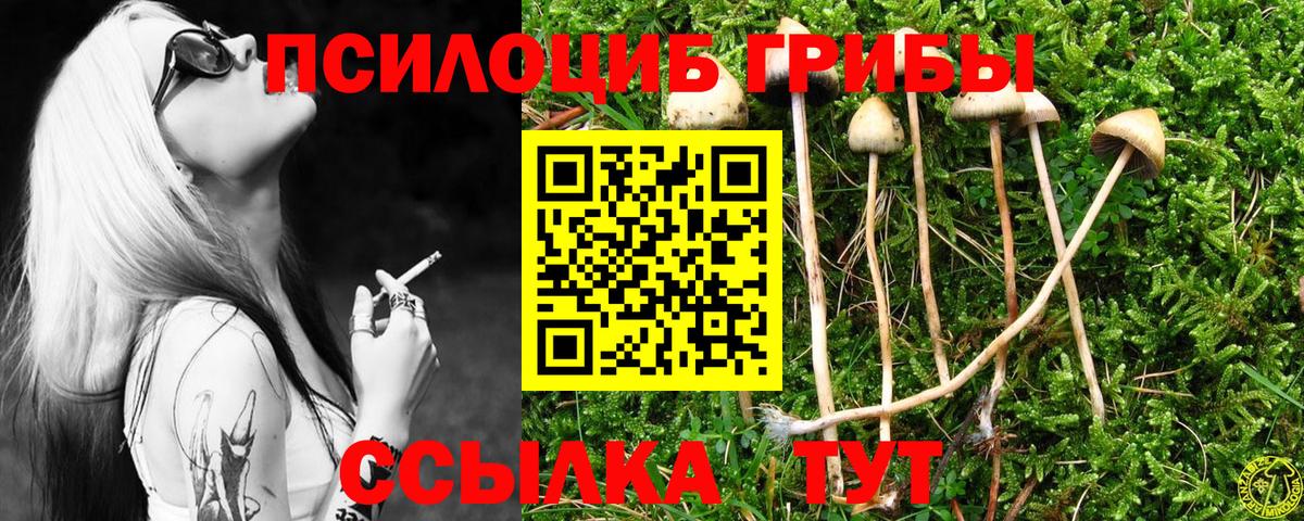 Псилоцибиновые грибы Psilocybe Лесозаводск